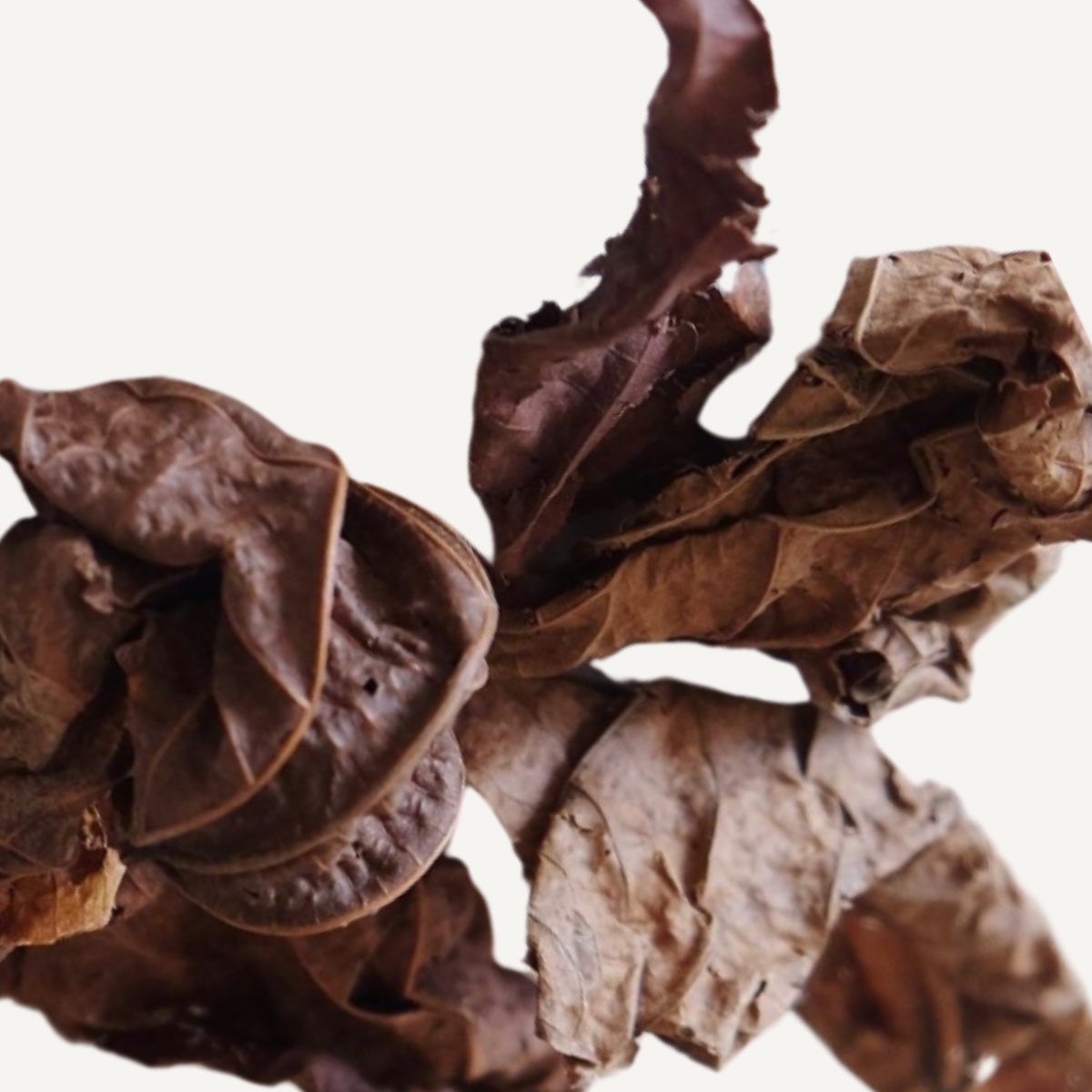 Feuilles de djeka